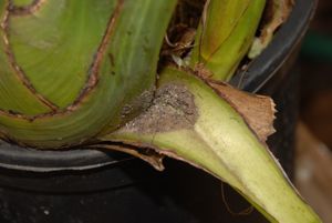 Ash residue collected at cymbidium leaf base